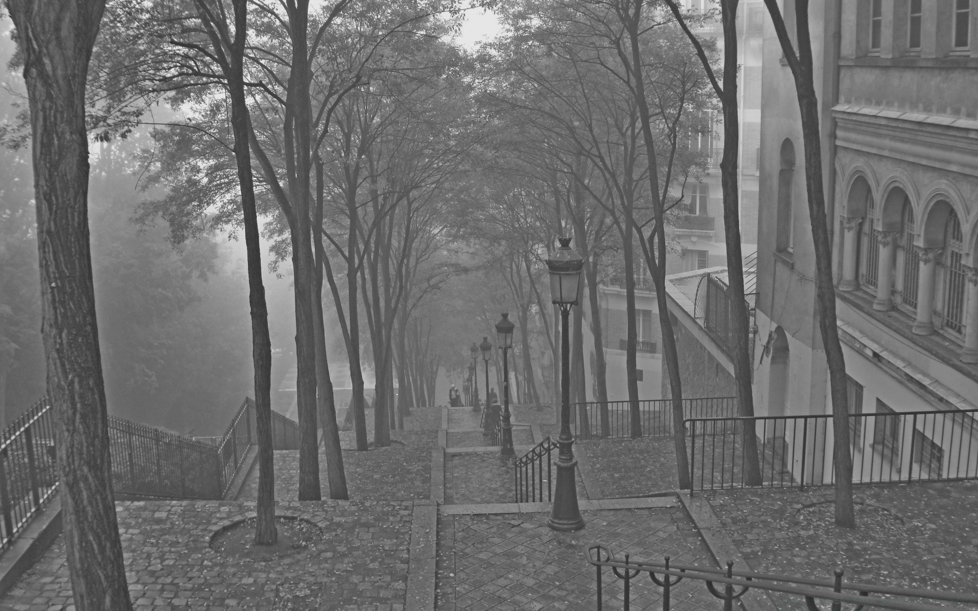 black and white tree fog wood landscape