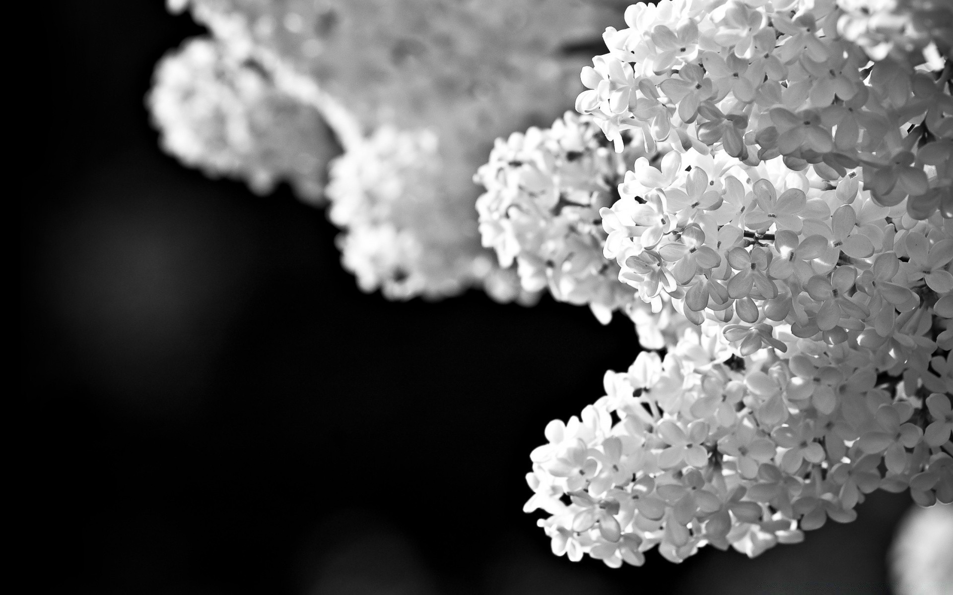 blanco y negro naturaleza flor flora brillante hoja escritorio verano primer plano hermoso temporada