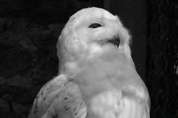 Black and white photo white owl nature bird