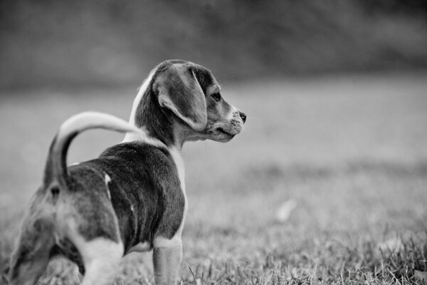 Photo en noir et blanc d un chien chiot dans une clairière