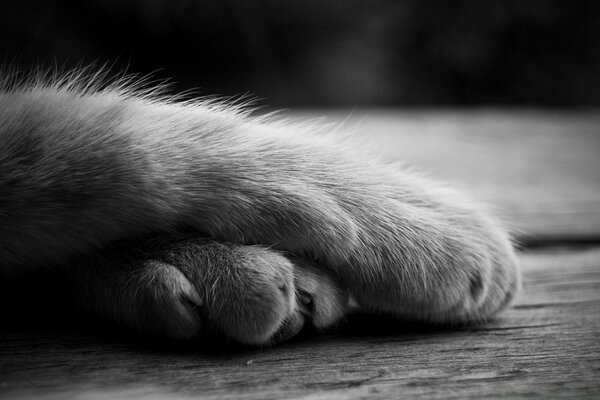 Foto en blanco y negro de la pata de un gato acostado