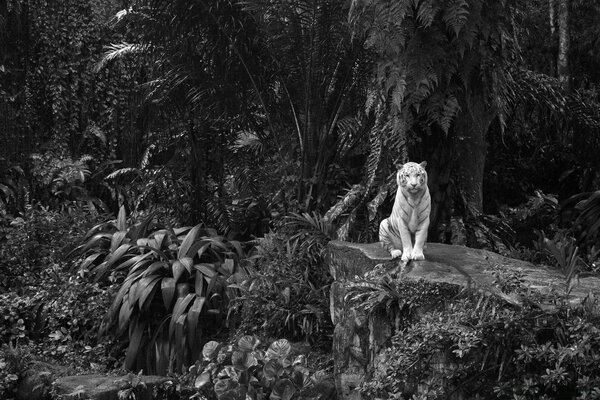 A tiger sitting on a rock. black and white image