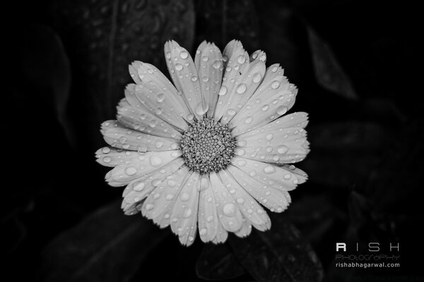 Gouttes de rosée sur les pétales de camomille