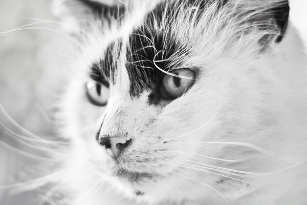 Доросла кішка портрет монохром чорно-біле