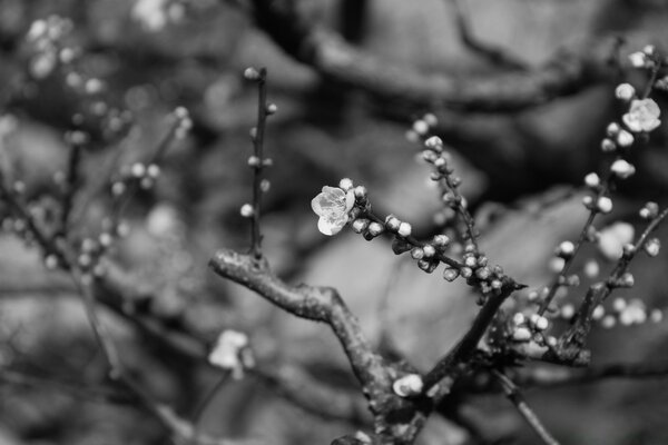 Fioritura del ramo di un albero in colori grigi