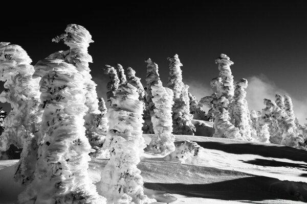 Black and white photo of a winter forest on a sunny day