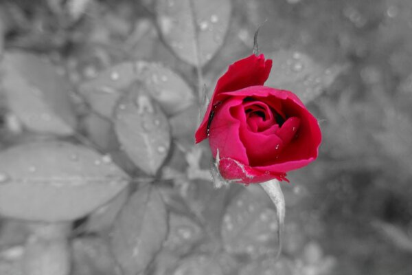 Black and white photo red rose