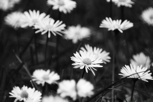 Chamomile field black and white nature