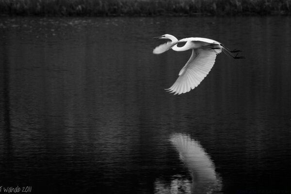 Foto en blanco y negro Garza volando sobre el agua reflexión