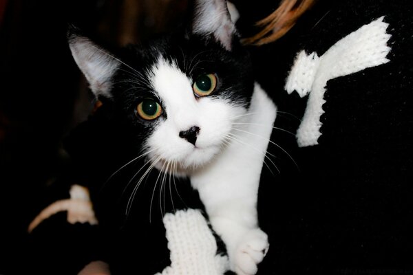 Gato blanco y negro en los brazos de una chica pelirroja