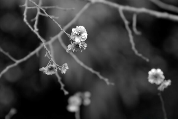 Phénomène naturel sur une branche d arbre