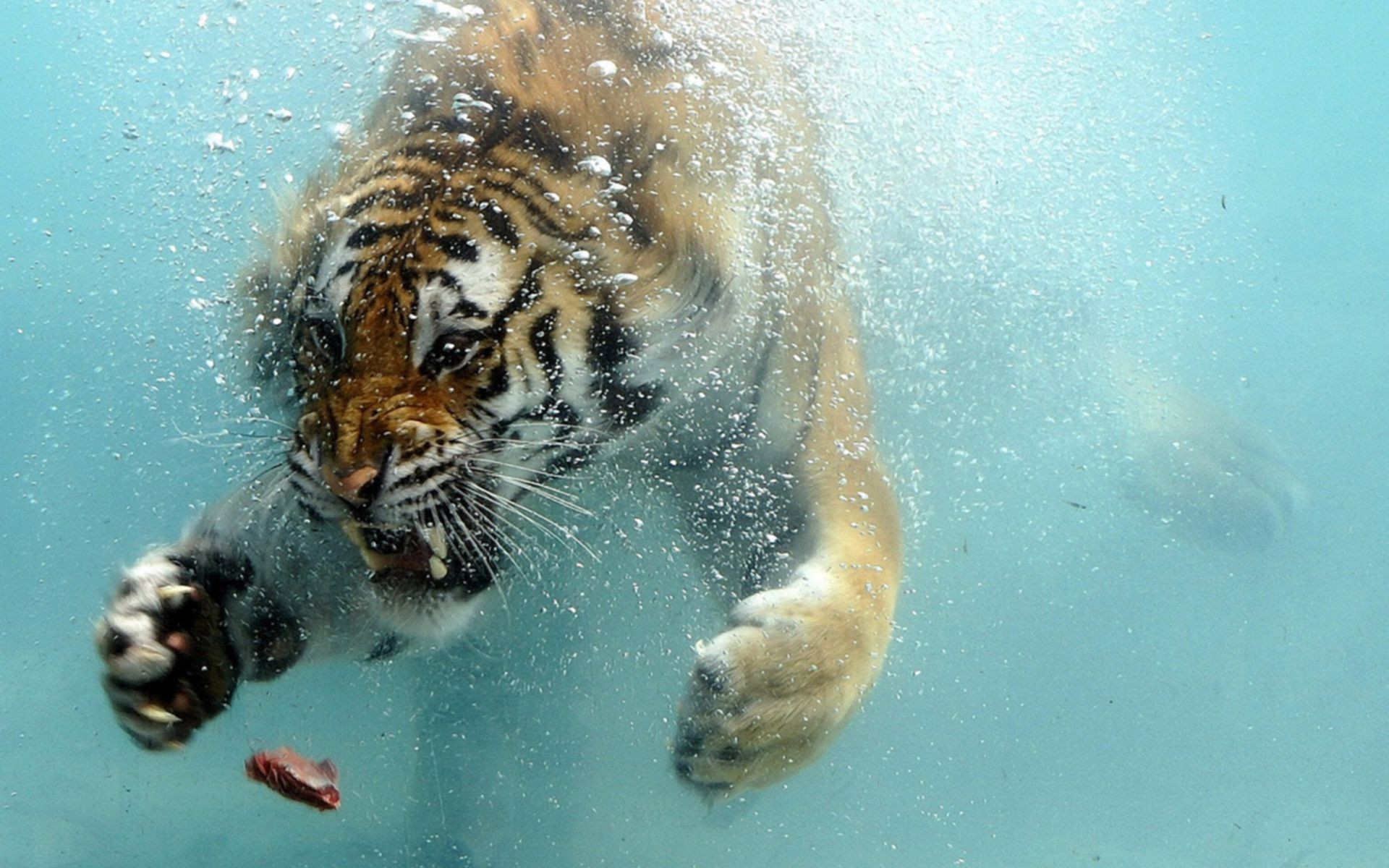 tigri sott acqua fauna selvatica acqua nuoto natura mammifero animale uno