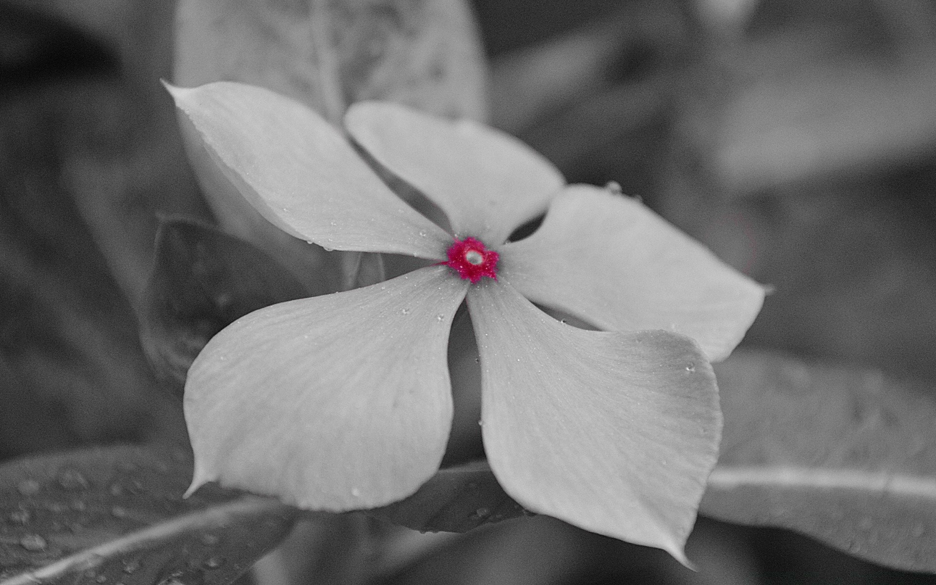 noir et blanc fleur nature feuille flore jardin flou