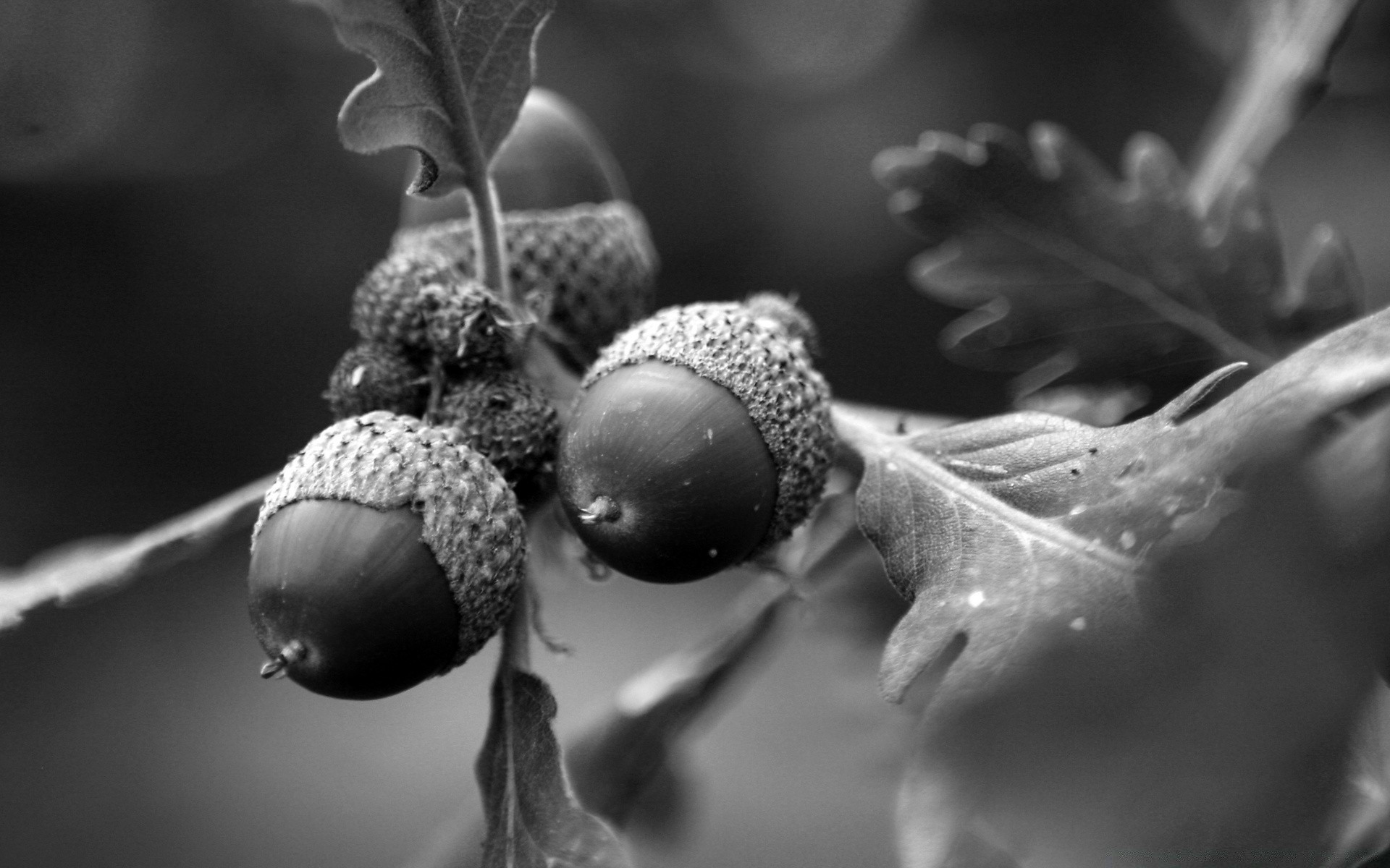 foglia in bianco e nero albero autunno frutta flora still life inverno cibo natura ramo close-up stagione natale legno giardino luce sfocatura colore crescere