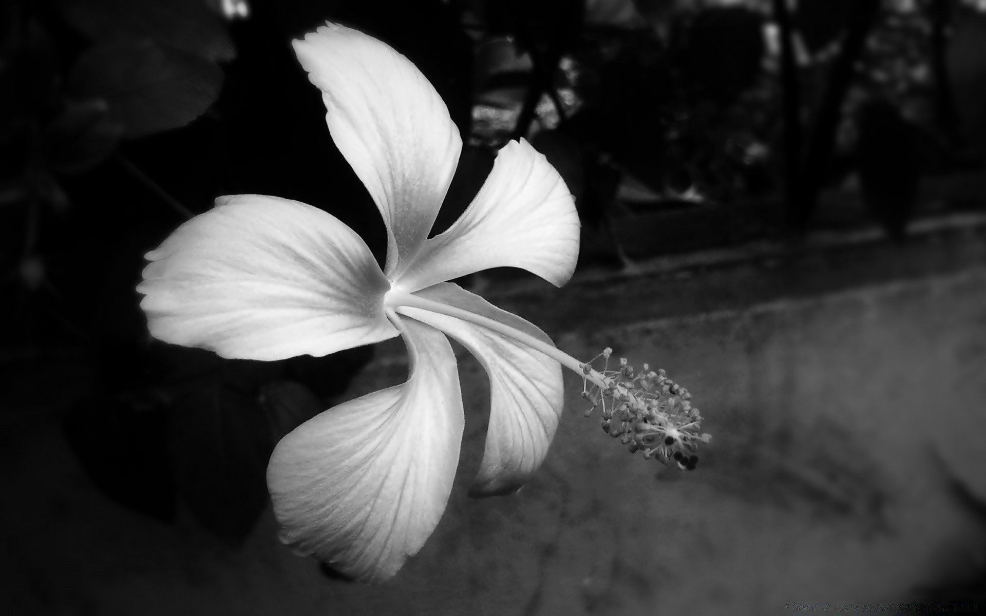 schwarz und weiß blume monochrom natur blatt flora