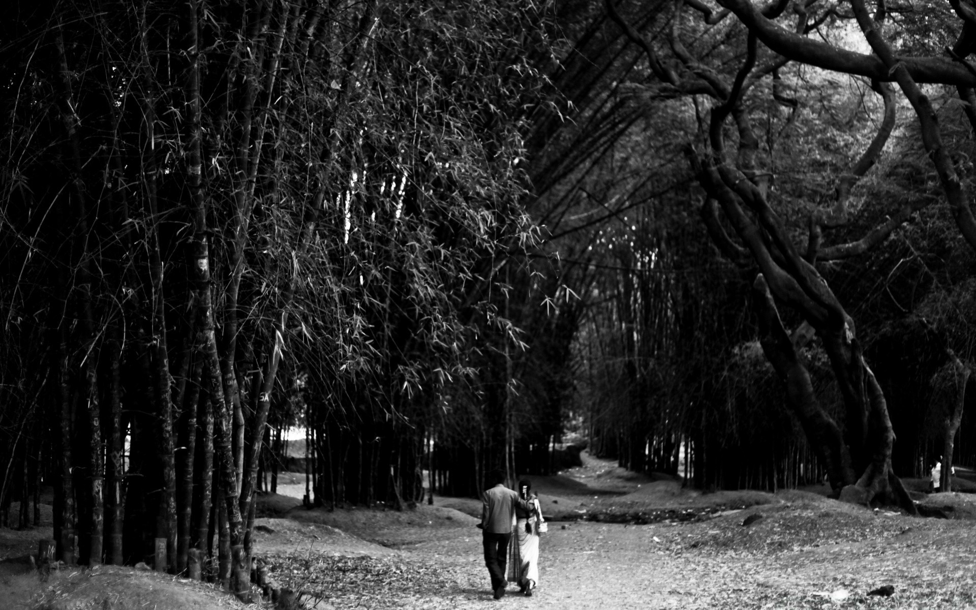 black and white tree monochrome adult park wood one man outdoors landscape shadow