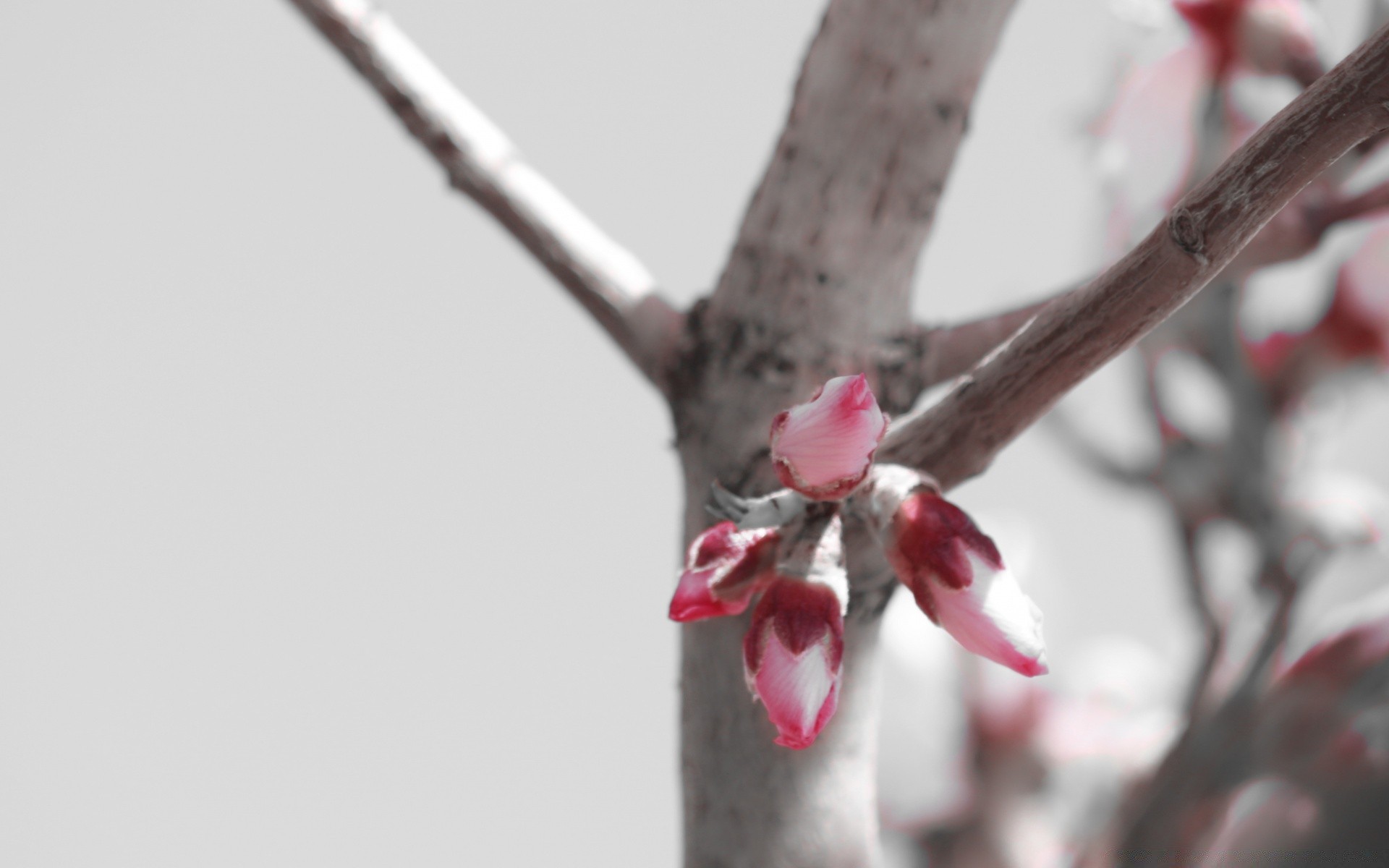 schwarz und weiß winter baum kirsche blume natur zweig im freien schnee himmel ostern apfel obst liebe unschärfe blatt