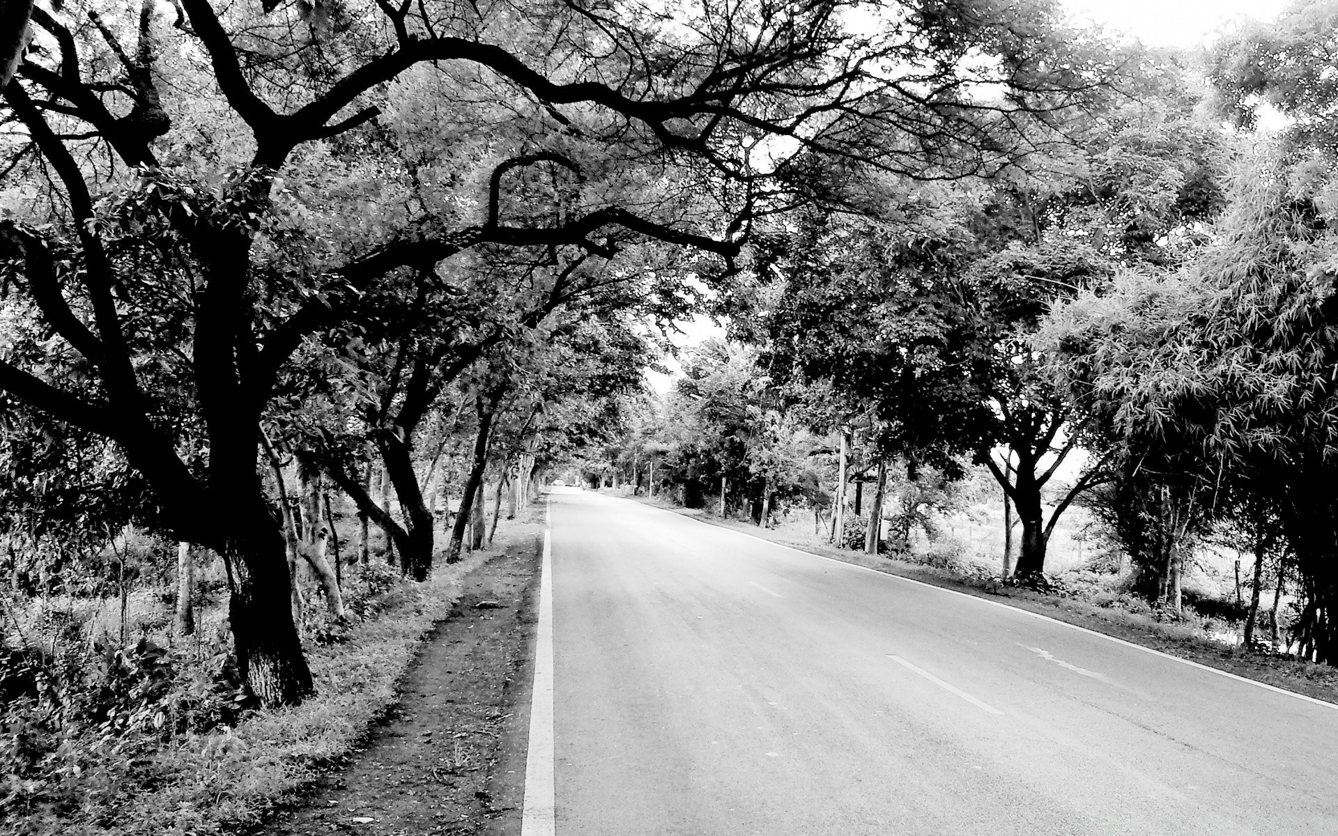 black and white tree road guidance landscape lane nature season branch avenue wood outdoors rural park countryside footpath alley winter