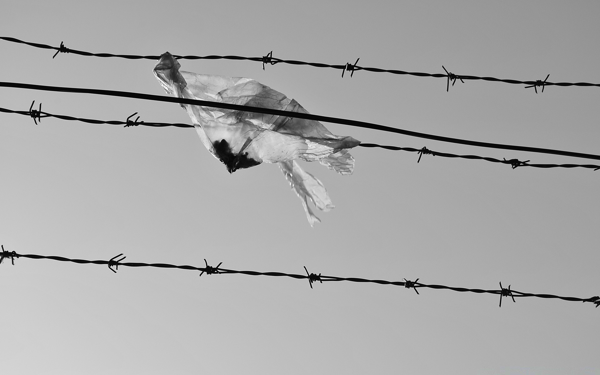 blanco y negro alambre alambre de púas prisión cerca cielo seguridad militar guardar peligro maquinilla de afeitar guerra rasgado acero pájaro crimen prohibido línea libertad hierro