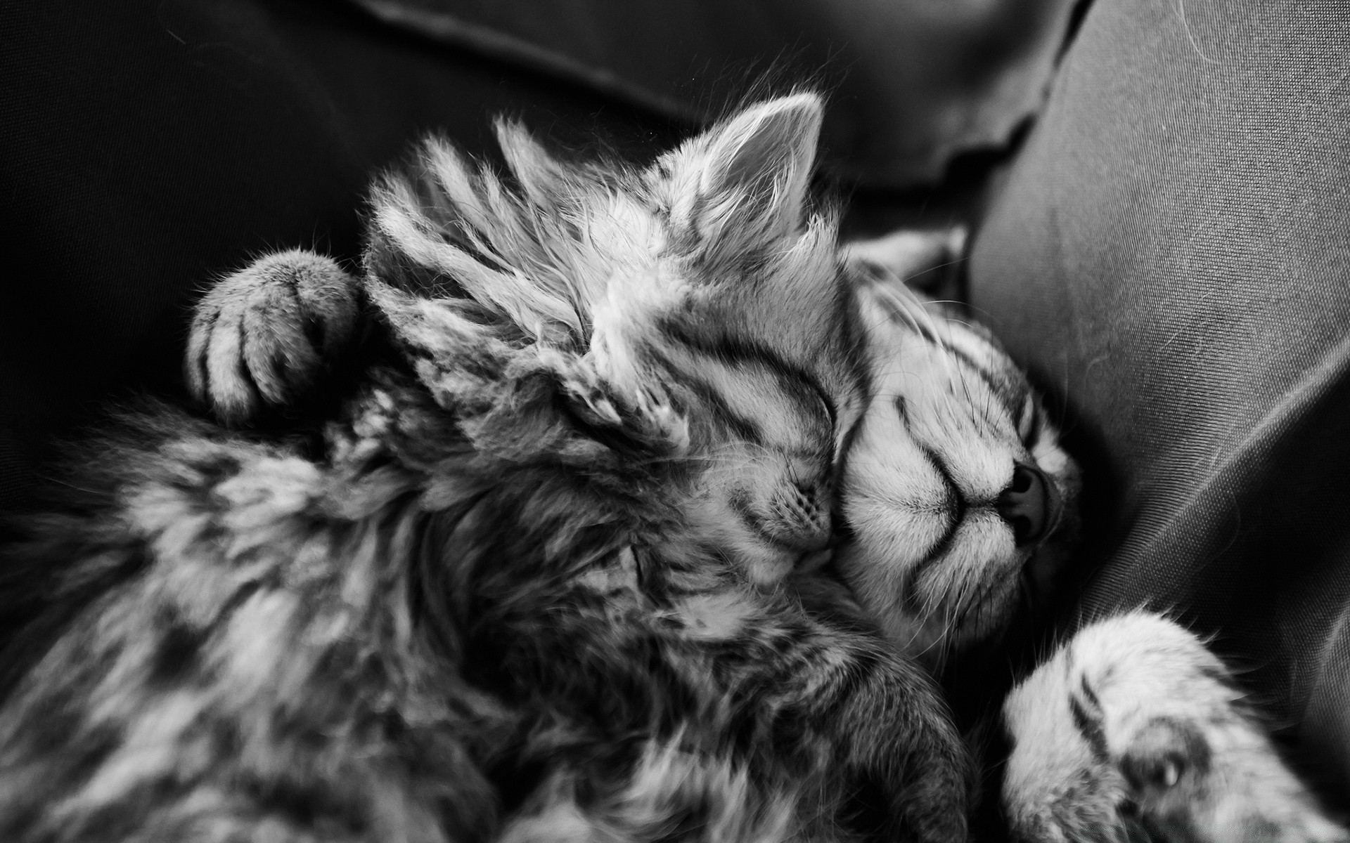 schwarz und weiß säugetier hund katze tier porträt haustier fell traum niedlich hundesportler haar flaumig ein kätzchen auge monochrom flauschig welpe natur