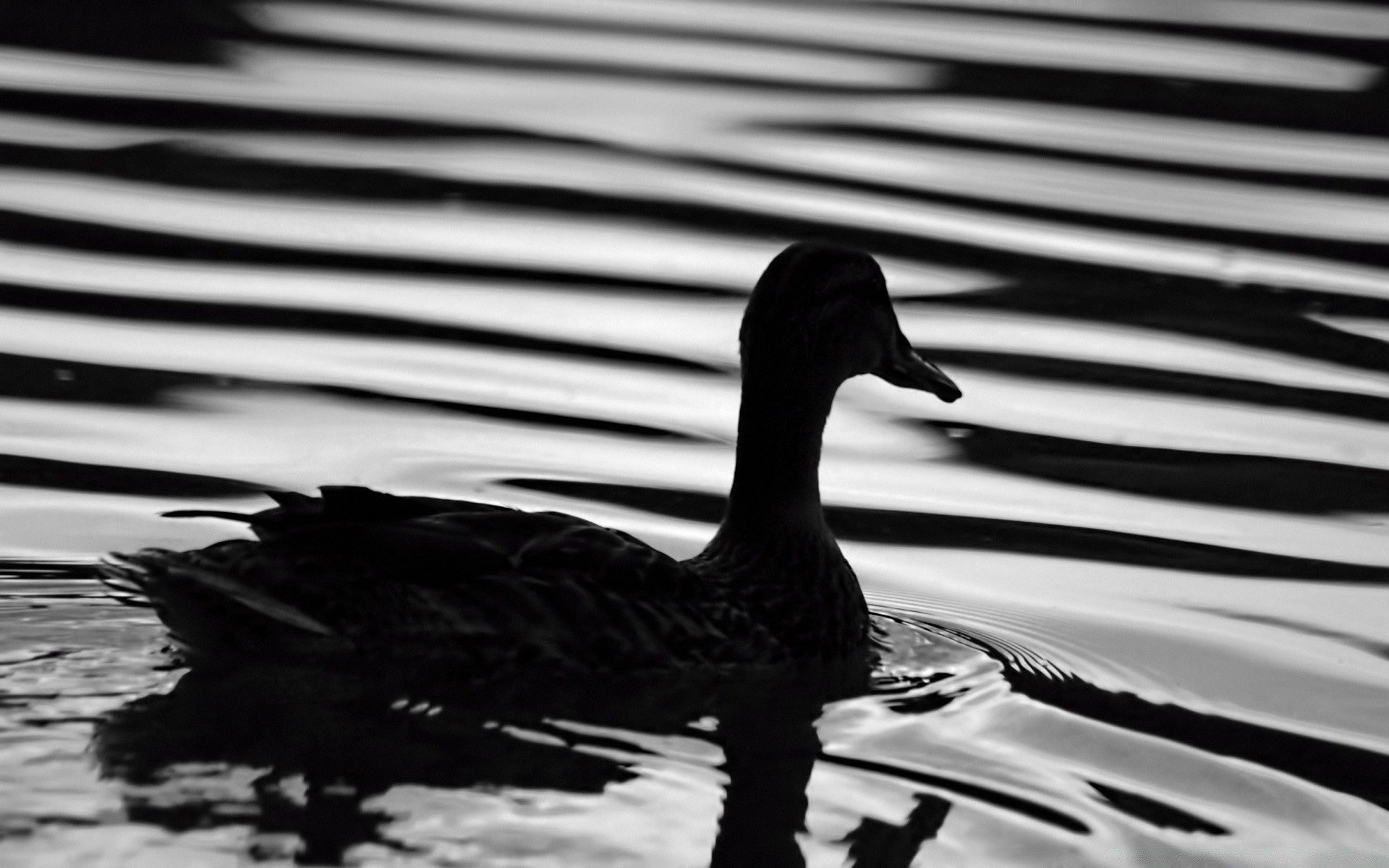 black and white duck bird pool water lake waterfowl goose reflection swan poultry nature feather animal outdoors mallard river wildlife swimming