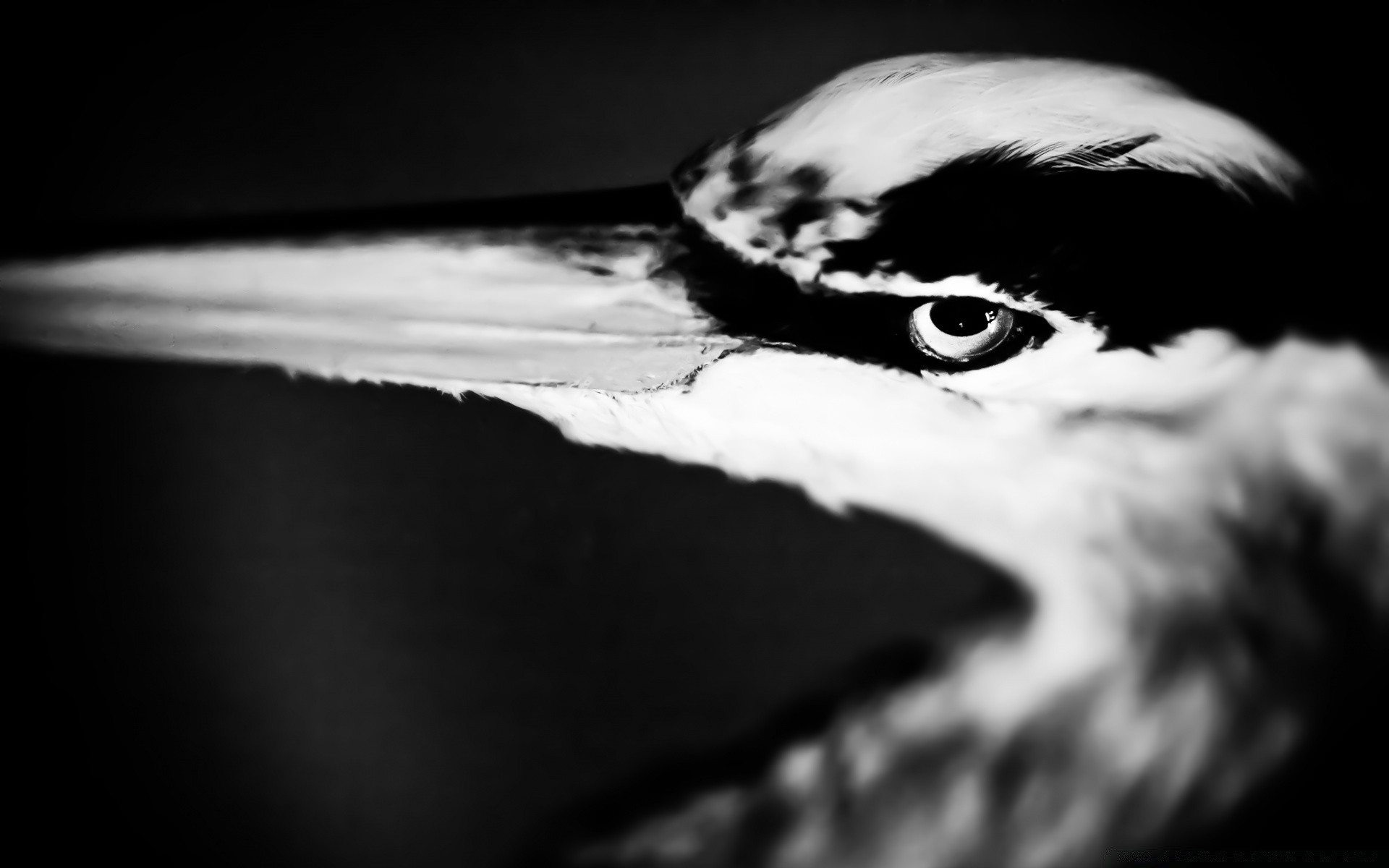 black and white monochrome bird portrait nature dark water one sea wildlife eye art