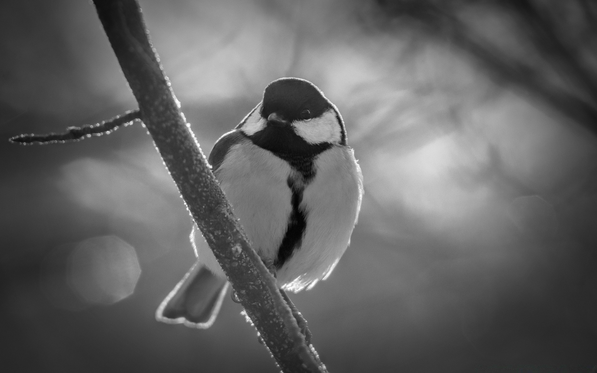 preto e branco pássaro vida selvagem natureza monocromático animal ao ar livre sozinho borrão inverno neve