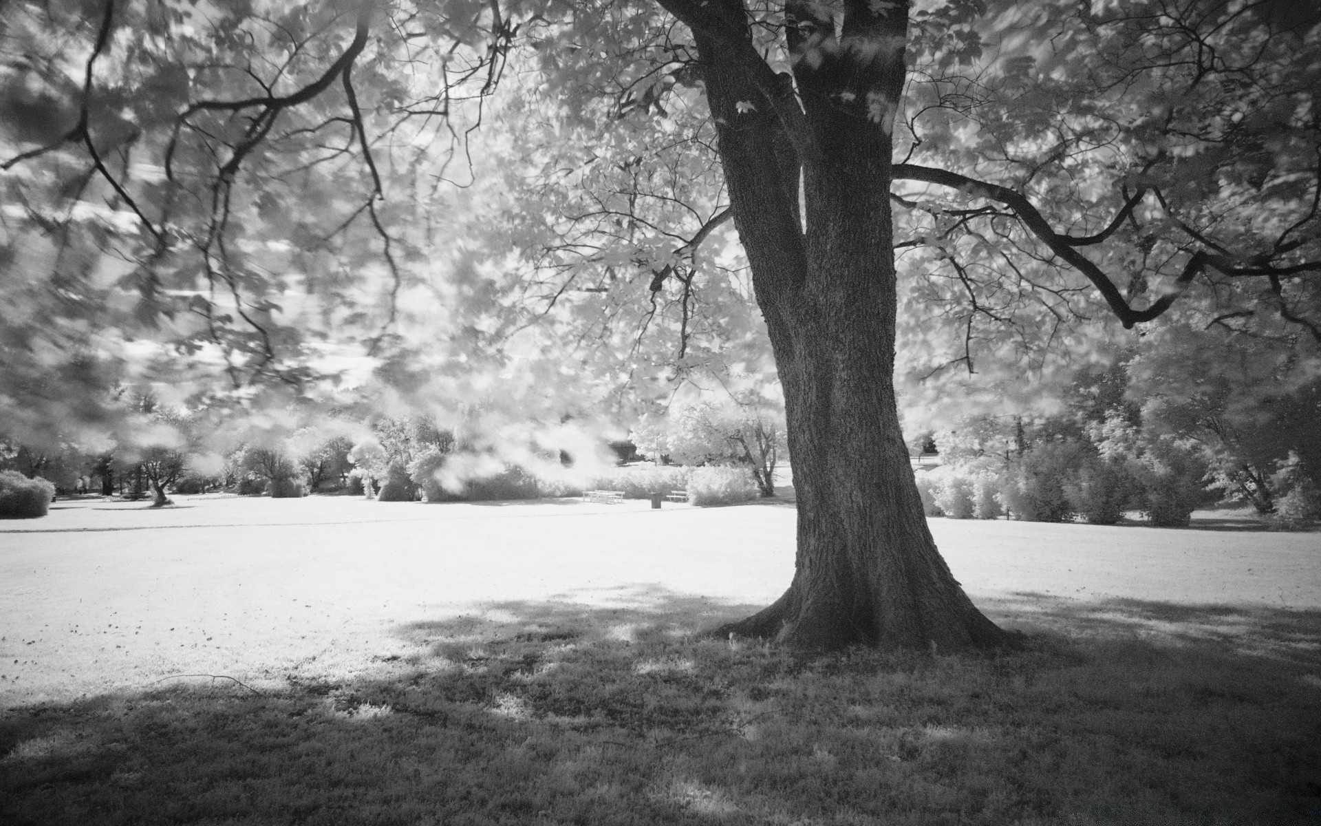 czarno-białe drzewo krajobraz drewna monochromatyczny park mgła mgła natura jesień oddział na zewnątrz