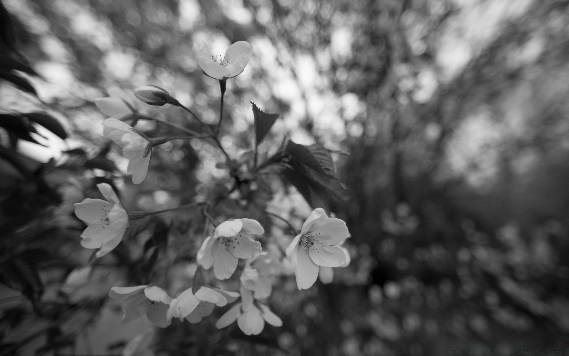 czarno-biały monochromatyczny kwiat natura liść drzewo flora oddział wiśnia jabłko ogród wzrost dof sezon lato bluming słońce płatek zbliżenie