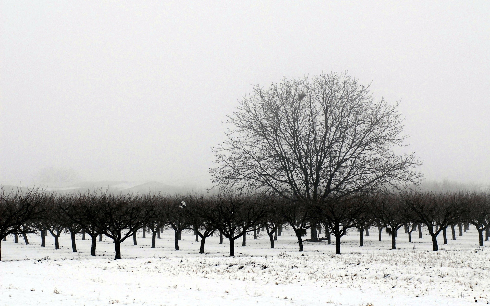 schwarz und weiß winter baum schnee landschaft nebel morgendämmerung frost natur im freien wetter kälte