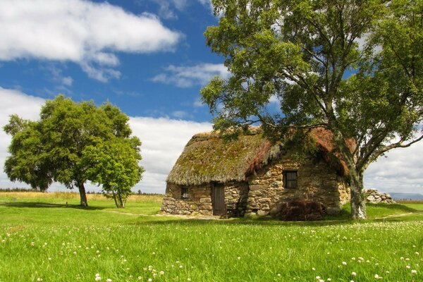 Rural landscape with summer greenery