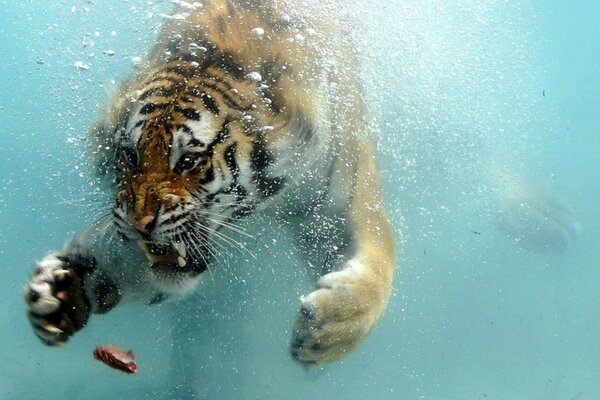 Le tigre maléfique flotte sous l eau