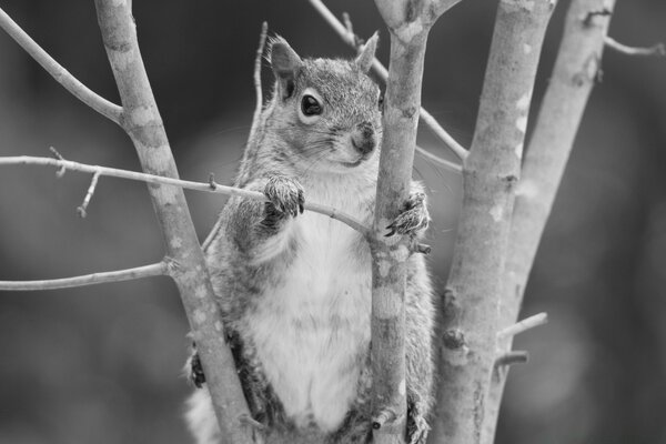 Foto en blanco y negro de la vida silvestre representado mamíferos ardilla animal