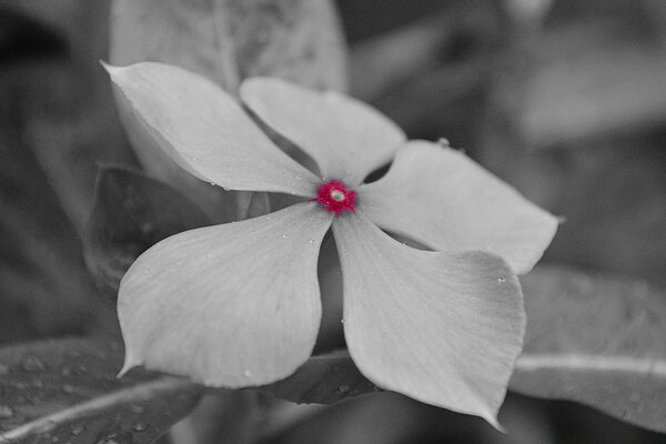 A white flower with a pink center