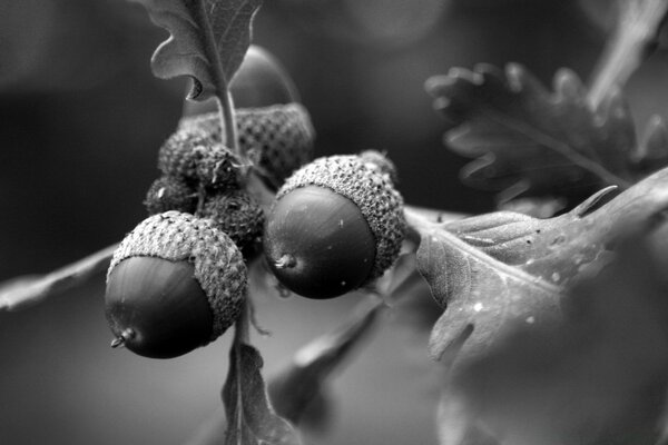 Macro ghiande in bianco e nero