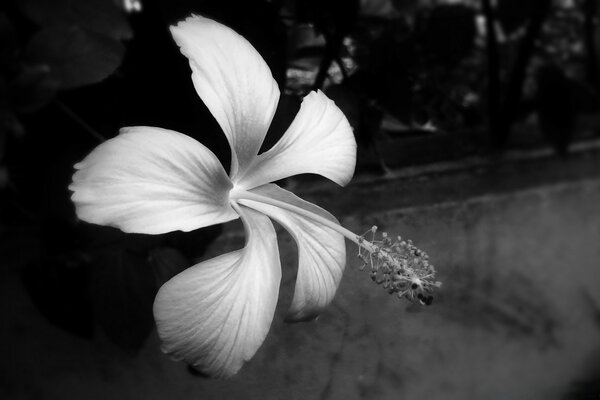 Foto en blanco y negro Hibiscus flor belleza