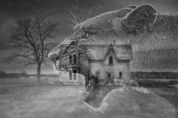 Black and white photo shows a lynx winter on the background of a house and a tree