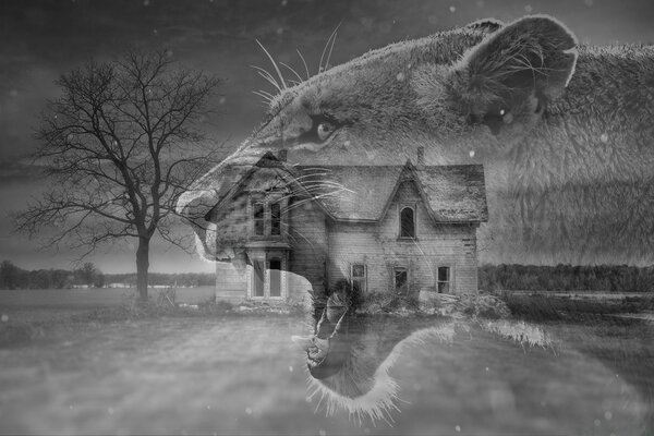 Черно белое фото изображена рысь зима на фоне дом и дерево