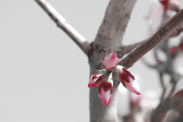 Ein Baum und eine Blume sind abgebildet