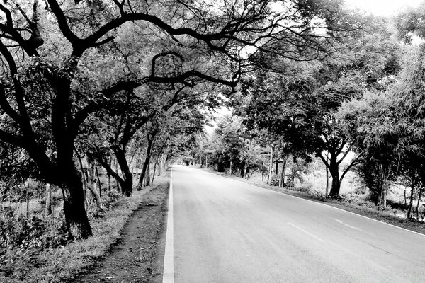 Paesaggio stradale in bianco e nero con alberi