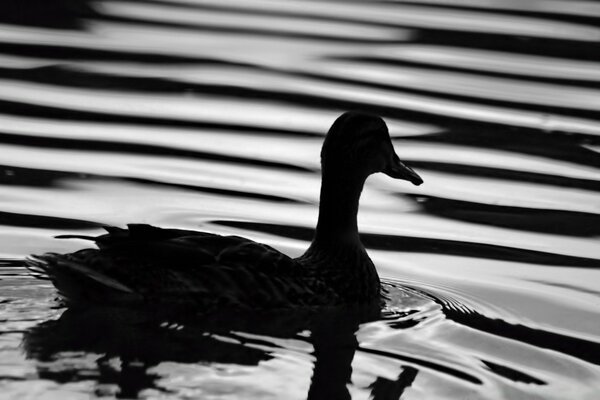 Black and white photo of a floating duck