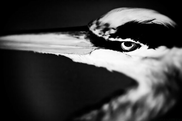 La mirada de un pájaro sobre un fondo blanco y negro