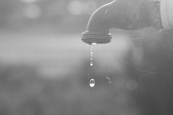 El agua clara cae del grifo