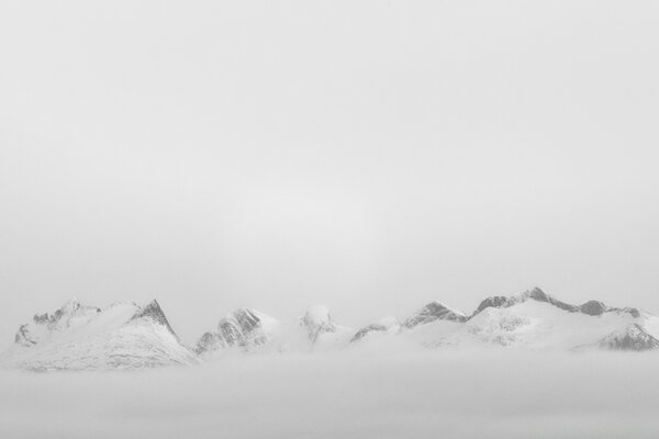 Árboles de invierno en blanco y negro en el paisaje de la nieve