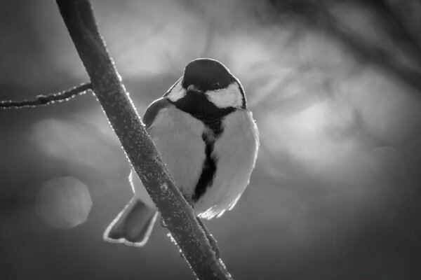 Black-and-white wildlife shot of a chickadee on a branch