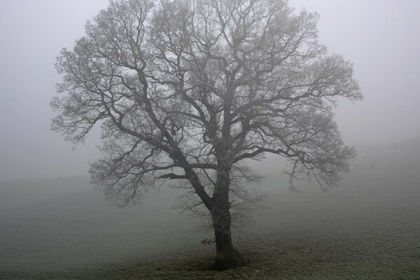 Baum im Nebel Schwarz-Weiß-Foto