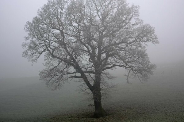 Дерево в тумане черно-белое фото