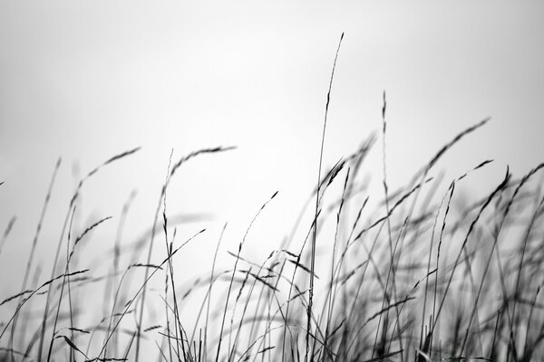 Schwarz-Weiß-Feld im Morgengrauen in Monochrom