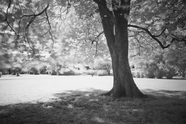 A lonely tree gives shade - black and white aesthetics