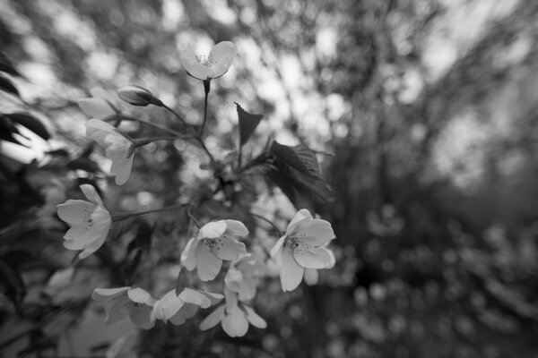 Black and white photo of nature with leaves and a flower